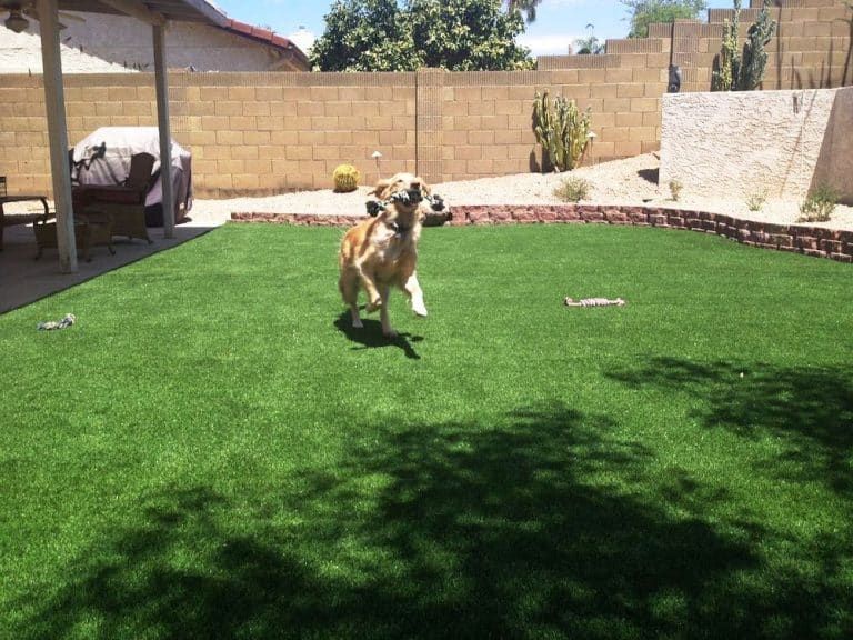 5 Ways To Install Artificial Grass For Your Dog Run In San Diego