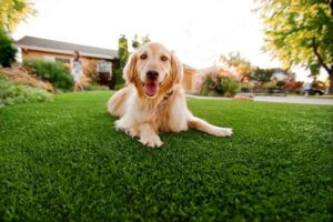 Exclusive Advantages of Artificial Grass for Commercial Dog Kennels In San Diego